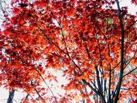 Fast growing maple trees create more branch litter than slower growing trees.