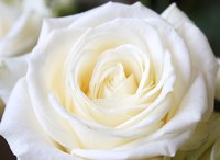 White roses are a meaningful Valentine's Day gift.