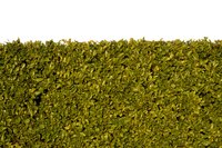 Plants create living hedges