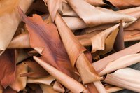Curls of arbutus bark