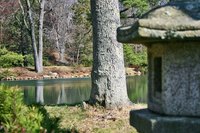 Japanese lanterns have been a tradition for more than 1,000 years.