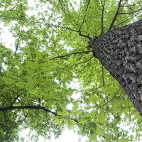 Many oak trees grow 80 feet tall.