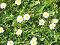 Make yarn daisies on your daisy wheel.