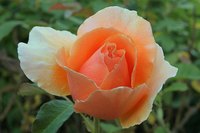 A coral rose can express desire.