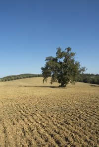 Ornamental olive trees often bear no edible fruit.