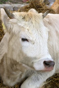 Calves may need to be bottle fed during the first few months of life.