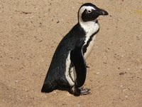Kids love these cute birds, so penguin-centered crafts are a big hit.