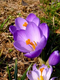 Flowers and the blooming of other plants are often associated with the spring season.