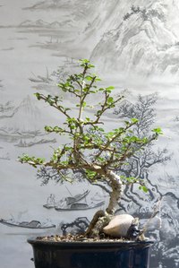 An inexpensive version of the dwarfed bonsai tree can be made with wire and beads.