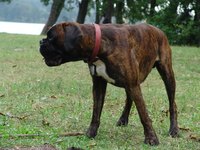 Your dog may be coughing or hacking for reasons other than cancer.