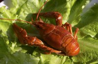 Keep your crawfish kicking until cooking.