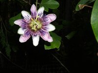 Passion flower vines grow beautiful blooms.