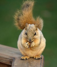 Black walnuts are forage to hungry middle Tennessee squirrels.