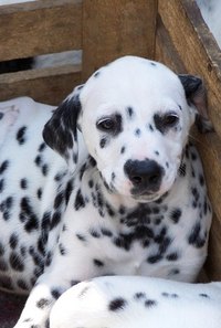 Cruella is obsessed with getting fur from Dalmatian puppies.