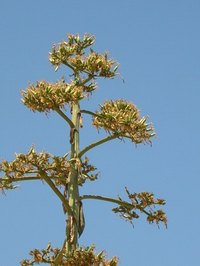 Agave plant