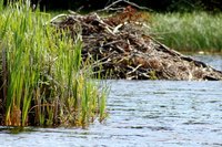 Beavers build dams to help protect their homes.