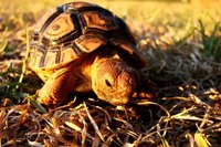 Create a tortoise costume at home.