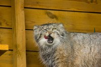 These large cats are available for purchase.