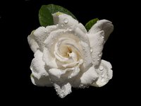 Gardenia is one of many sceneted evergreens for the garden.