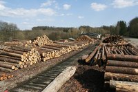Trees harvested for lumber are stored at sawmills for processing.