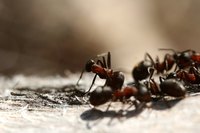 The side effects of ant pesticides can range from mild irritation to causing serious harm.