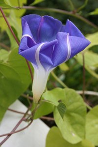 Train vines like this morning glory to form a living privacy wall.