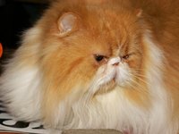 Pets with long hair are especially prone to mats.
