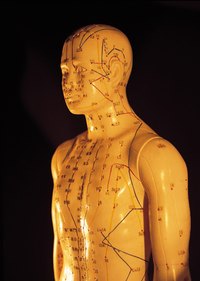 The thymus gland in humans is located near the breastbone.