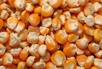 Corn seeds are composed of three main parts.