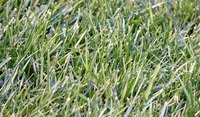 Overseed Bermuda grass with cool-season grass for year-round color.