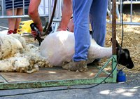 Electric sheep shears remove wool from sheep effectively and efficiently