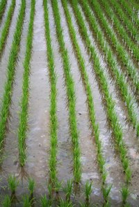 A rice plantation