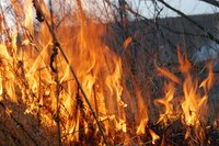 Using hardwoods on the exterior of you home can decrease the damage caused by fire.