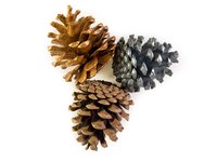 Pine cones have many uses and are sought after by many crafters.