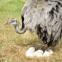 Ostrich-egg art is stunning.
