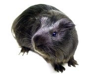 Guinea pigs can become infested with mange mites.