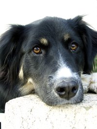 Decide if starting a dog daycare business is really right for you.