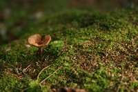 You may find small mushrooms growing in your lawn.