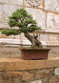 Podocarpus trees can be trained as bonsai plants.