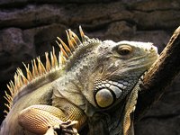 Iguanas come in a variety of colors so choose the colors you like most when making your costume.