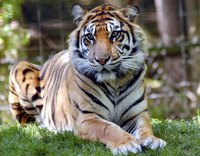Tiger stripes are an important part of a Tigger costume.