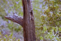 Turn clay into a silly face on the bark of a tree.
