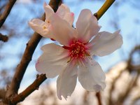 Almond blossoms produce a sweet yet toxic nectar.