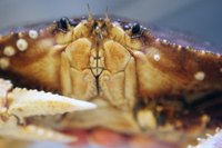 A Dungeness crab, native to the west coast of North America.