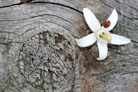 Orange blossom flowers are white, star-shaped blooms.