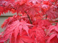 A number of Japanese maple cultivars do well in Dallas, Texas.