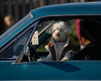 Your furry sidekick could bring his own pests into your car.