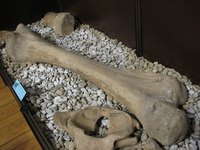 Woolly mammoth bones are found across Siberia and North America