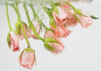 You can incorporate roses and other flowers into your beverages easily.