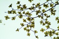 A dogwood tree that is still producing flowers or leaves may not look dead.